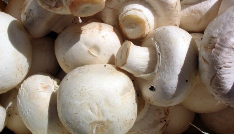 health benefits of mushroom