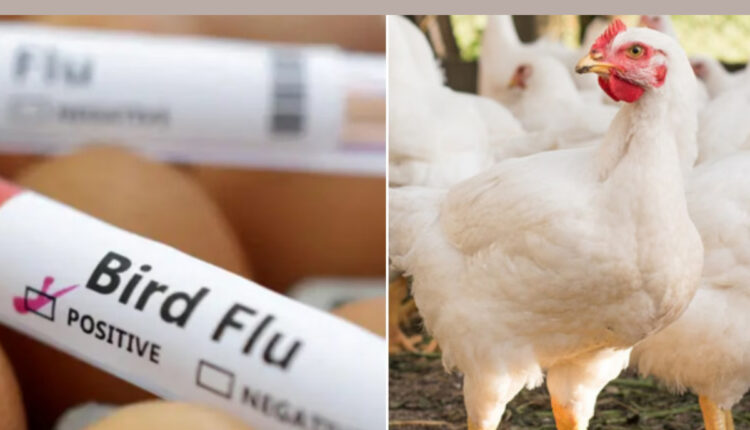 Teluguism - AP & TG Bird Flu Effect