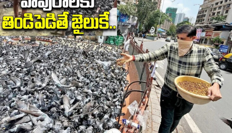 Teluguism - Feeding Pigeons