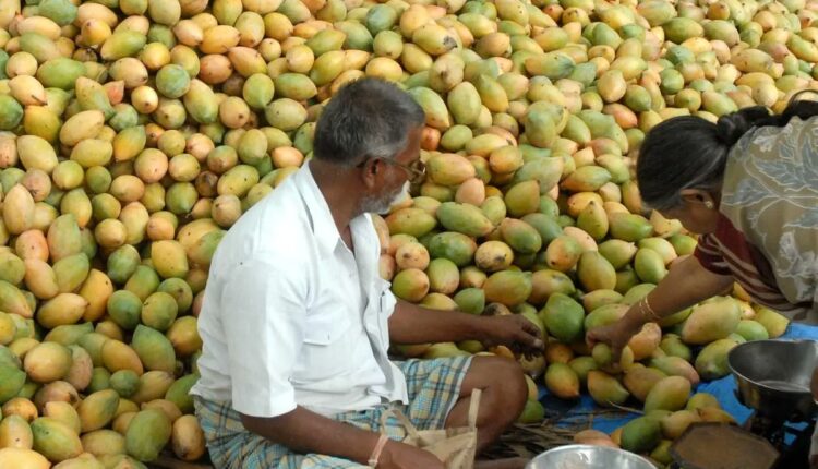 teluguism-TotappuriMangos