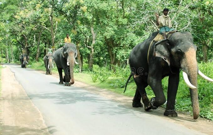 teluguism-TwoKunkiElephants