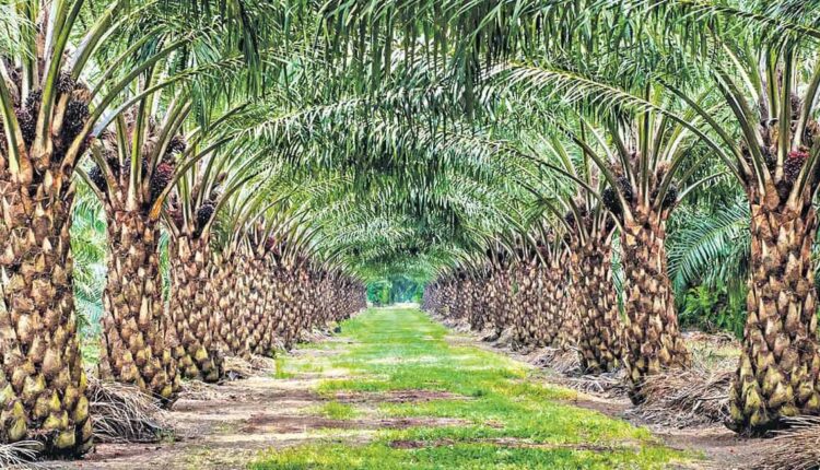 teluguism-OilPalmCultivation